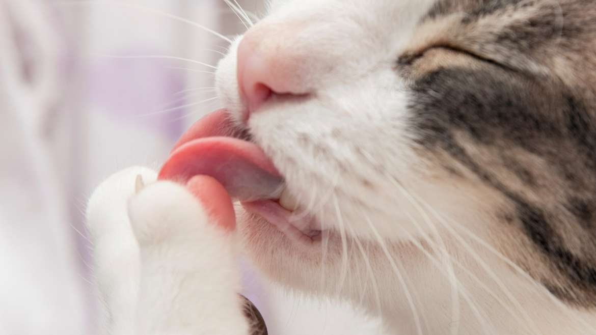 ¿Tu mascota tiene mal aliento?