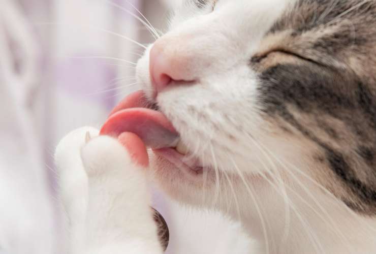 ¿Tu mascota tiene mal aliento?
