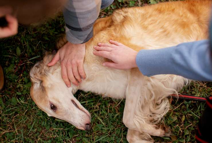 Consejos de primeros auxilios para dueños de mascotas