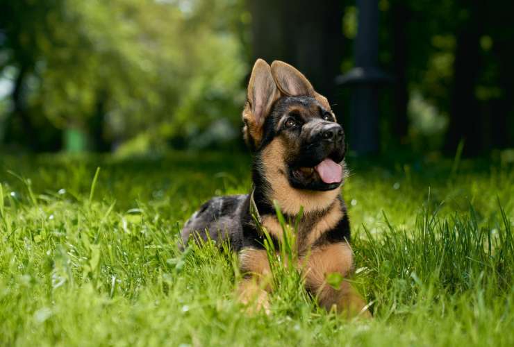¿Por qué los perros sudan a través de las patas? 