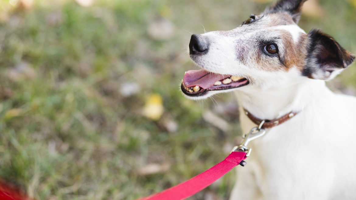 La primicia sobre las correas para perros
