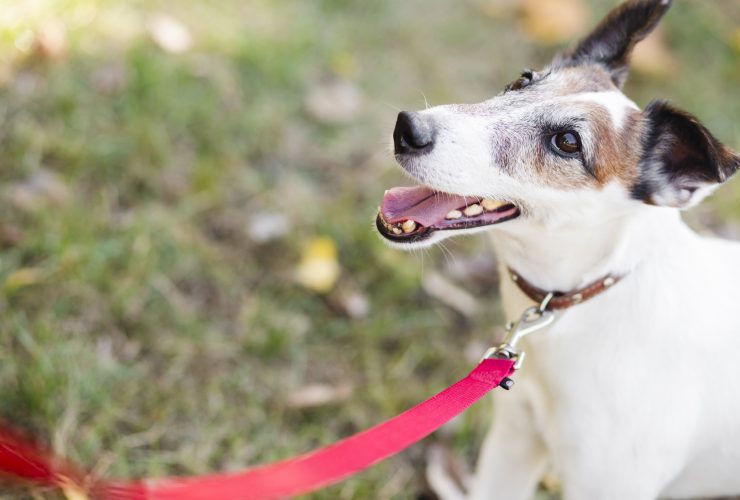 La primicia sobre las correas para perros