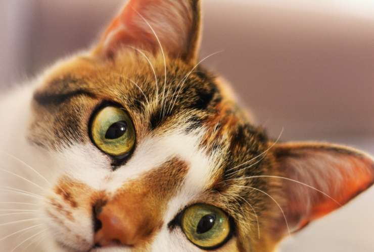 ¿Por qué se debe limpiar los dientes de tu mascota?