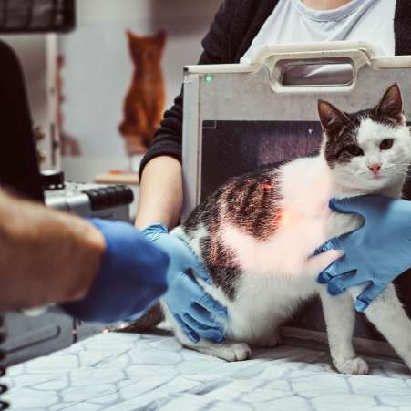 Veterinarians make x-ray sick cat on a table in a clinic.